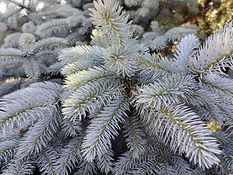 Sapin Quebec.jpg