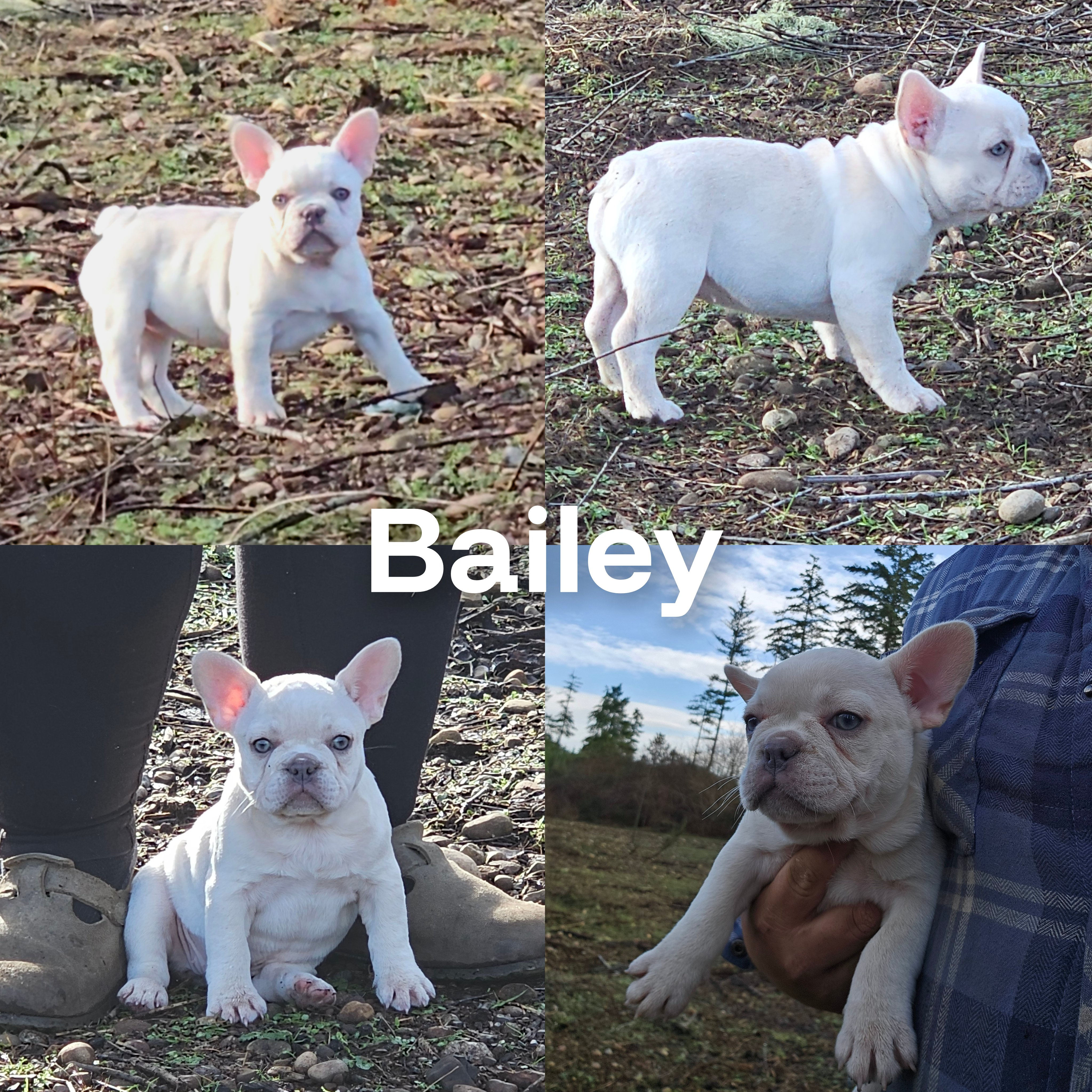 Bailey