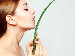 Aloe Vera, a planta que vai intensificar a sua beleza