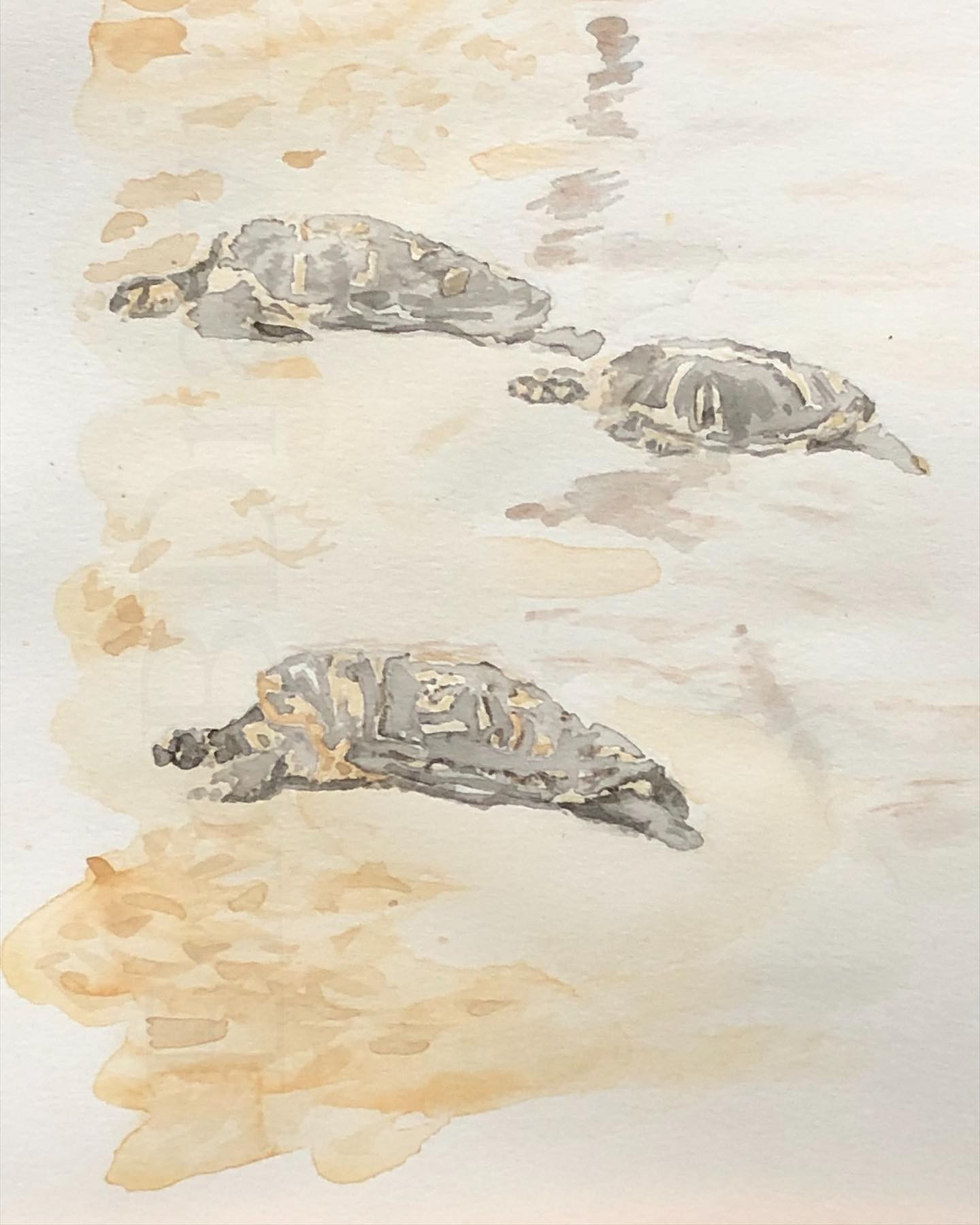 Sea Turtles On The Beach