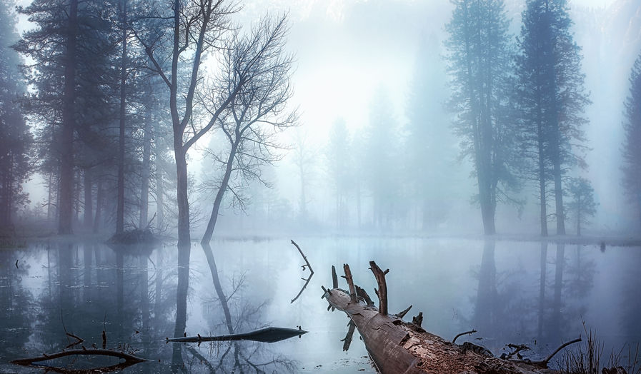 Foggy pond at dawn