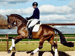 "James Watt Sollenburg" - FEI Prospect with Super Canter!