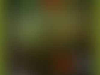 🌿 Vivência Terapêutica com a Sagrada Medicina Ayahuasca 🌿