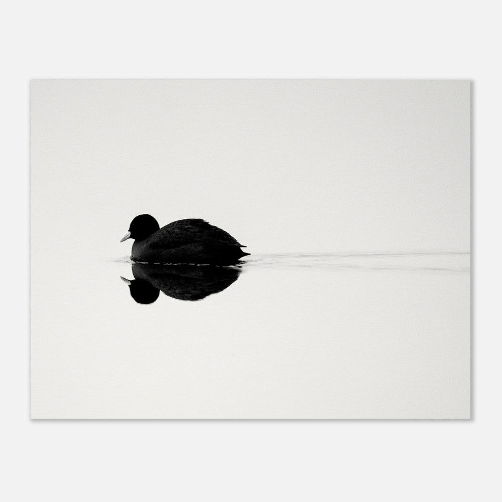 Black & White Bird Poster - Misty Lake Scene, Museum Quality