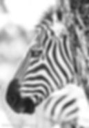 chen hayek davidi ux ui  (4)