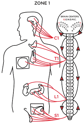 zone technique chiropractic tulsa 1.png