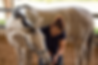 In Stride Chiropractic Dallas Fort Worth Animal Chiropractor Horse Treatment