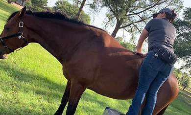 Horse Chiropractor In Stride Chiropractic Dallas Fort Worth