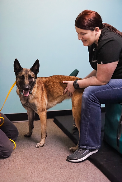 Dog Chiropractor In Stride Chiropractic Dallas Fort Worth