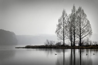 Lake scene with ducks and trees