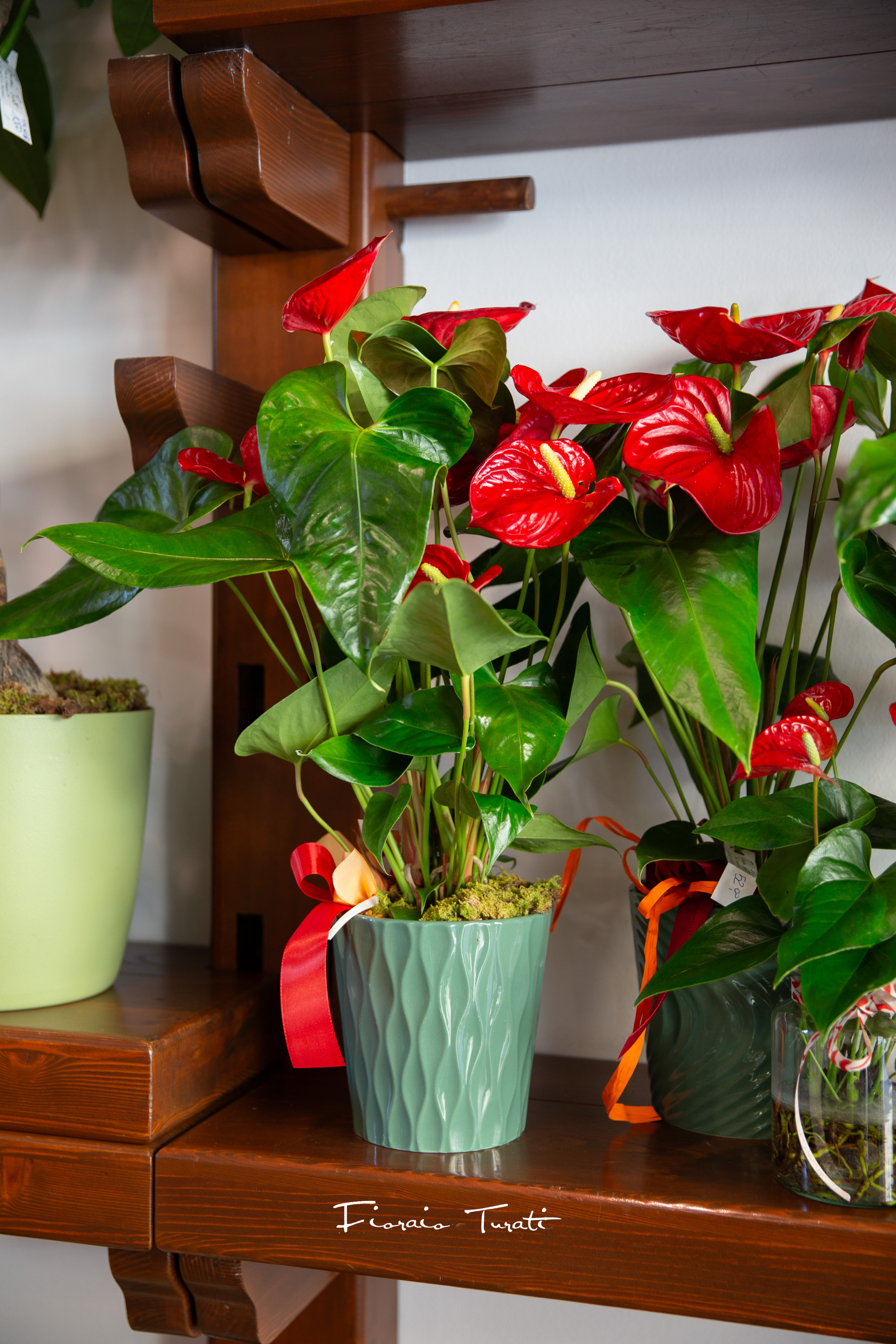 Anthurium