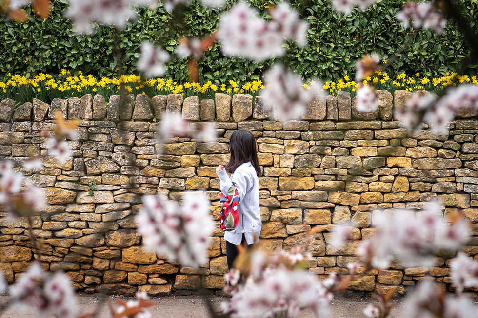 Thumbnail: Camellia furoshiki bag in garden
