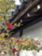 Kyoto temple and camellias