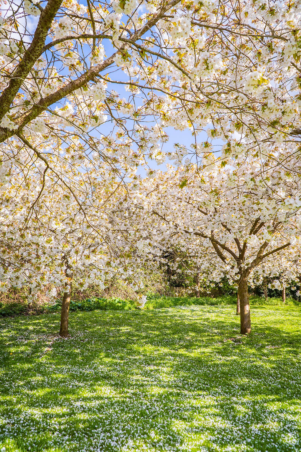 white cherry trees in bloom