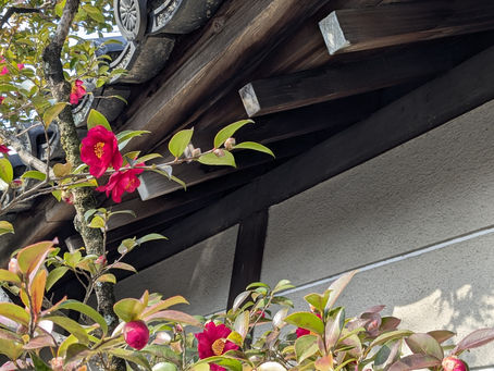 Kyoto camellias and temple