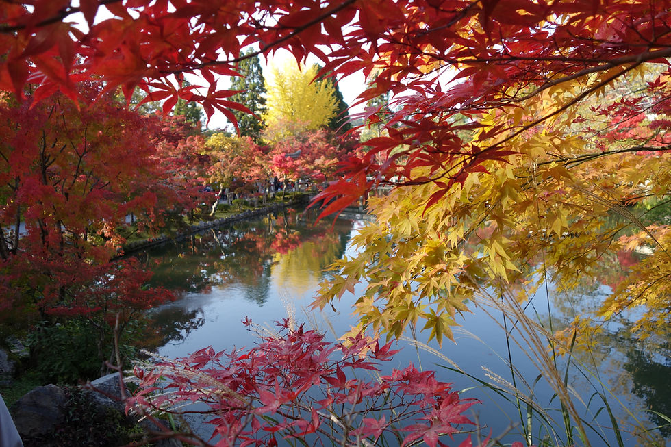 Kyoto garden in the fall