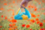Thumbnail: Peony furoshiki bento wrap in a poppy field