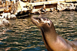 Sea lion