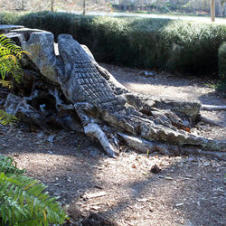 Alligator in a tree stump