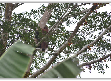 SK_orangutan.png