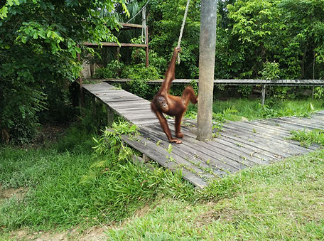 Sabah_orangutan.jpg