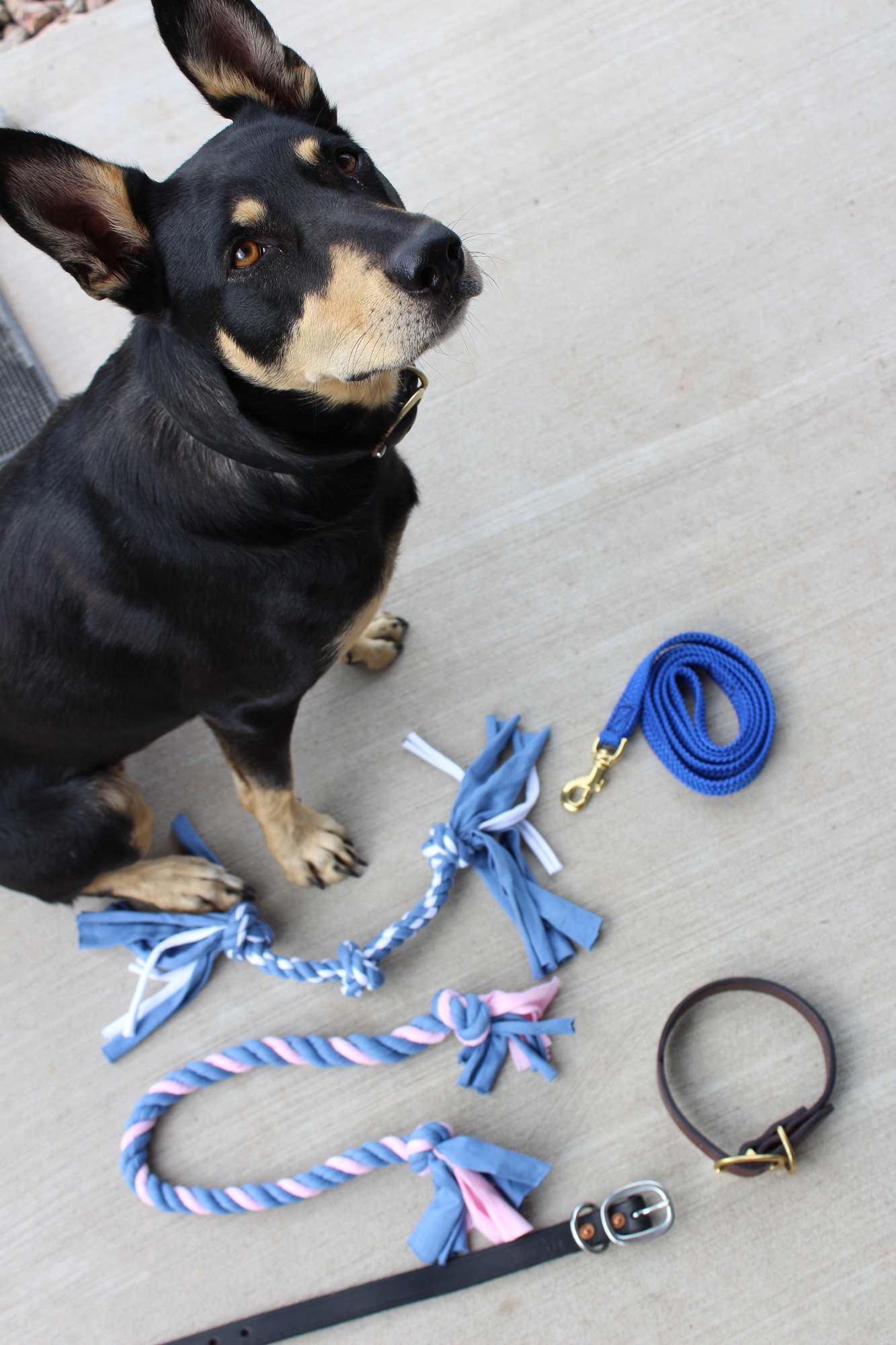 Dog TugOWar Rope elfreeman