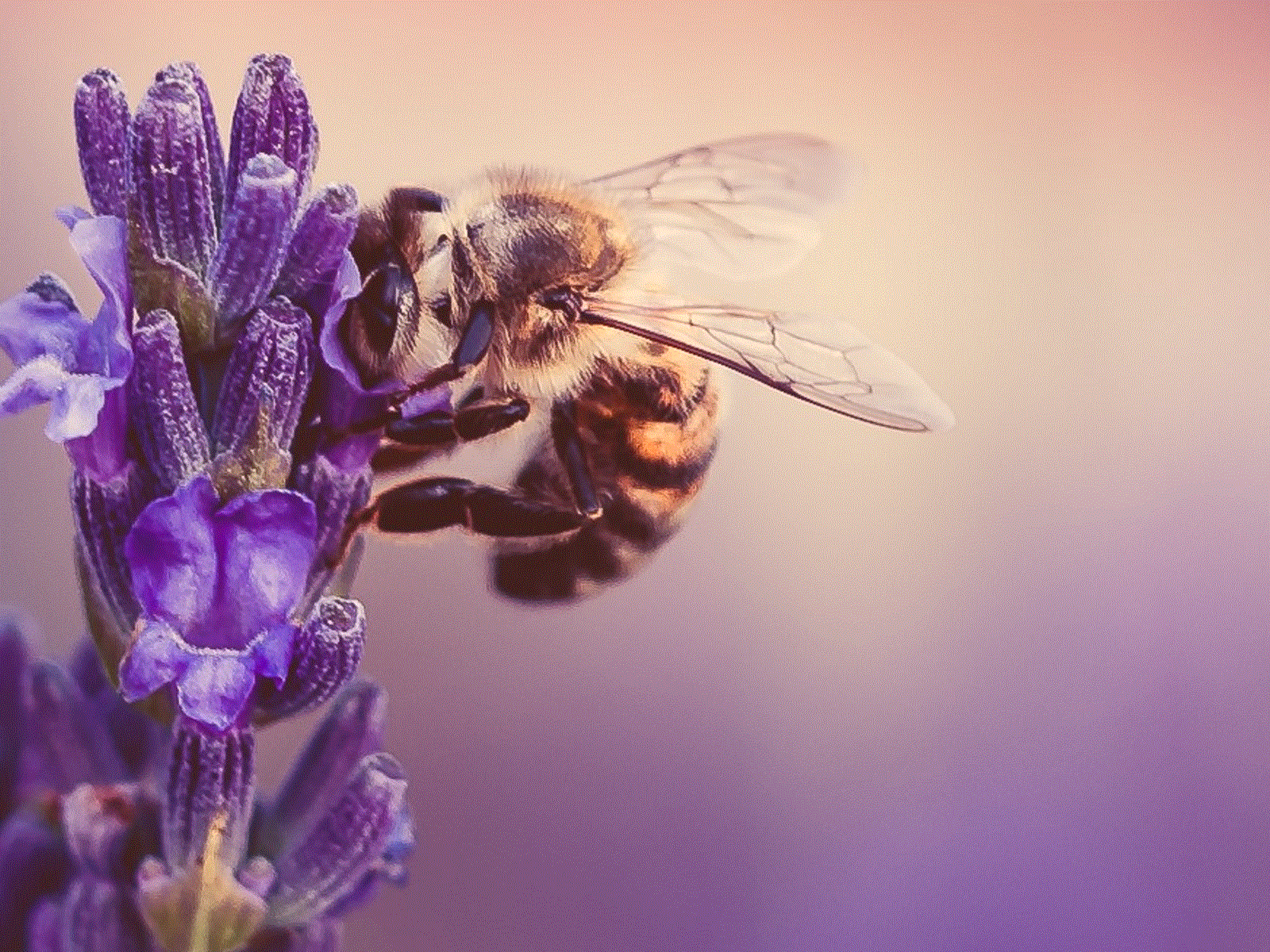 abeille Monjax.gif