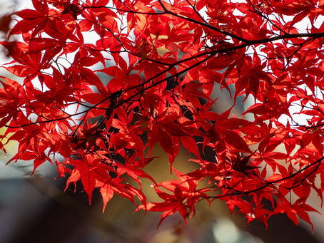Walter Mehrer L, La vida de hoy: aprender a crecer en medio de los cambios