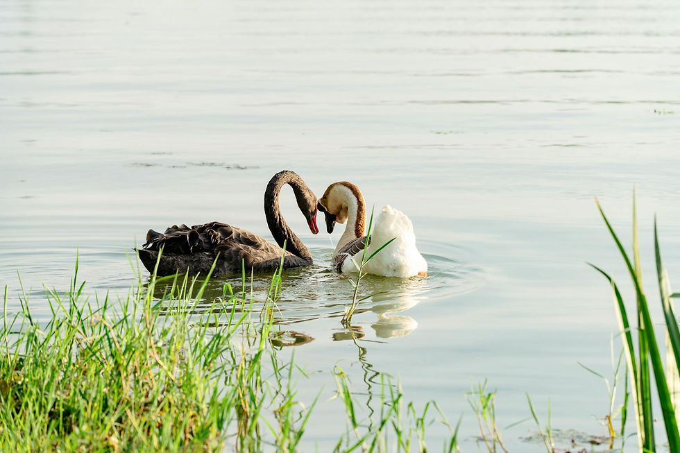 Atahualpa Mehrer Ph, Fotografía de naturaleza: capturando la vida salvaje