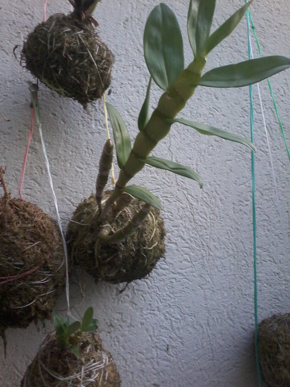 STRING ORQUIDEA