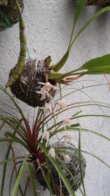 STRING PLANTS. ORQUIDEAS 1
