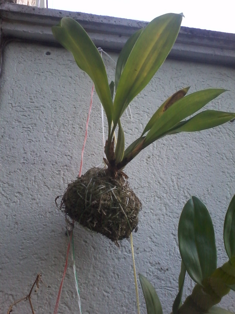 STRING ORQUIDEA
