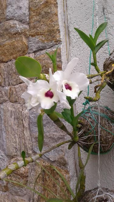 STRING PLANTS. ORQUIDEAS 2