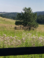 Mountain Ranch in Pine Colorado