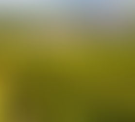 Fields in Burgundy, France