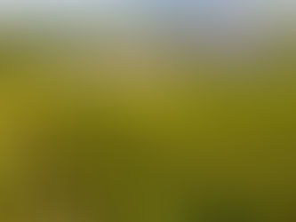 Fields in Burgundy, France