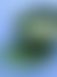 Splendid Soups by James Peterson – A James Beard Award Classic for the Thoughtful Cook