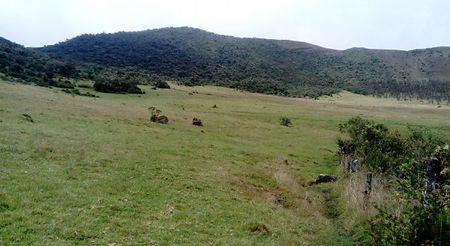 BOSQUE SAN IGNACIO.jpg