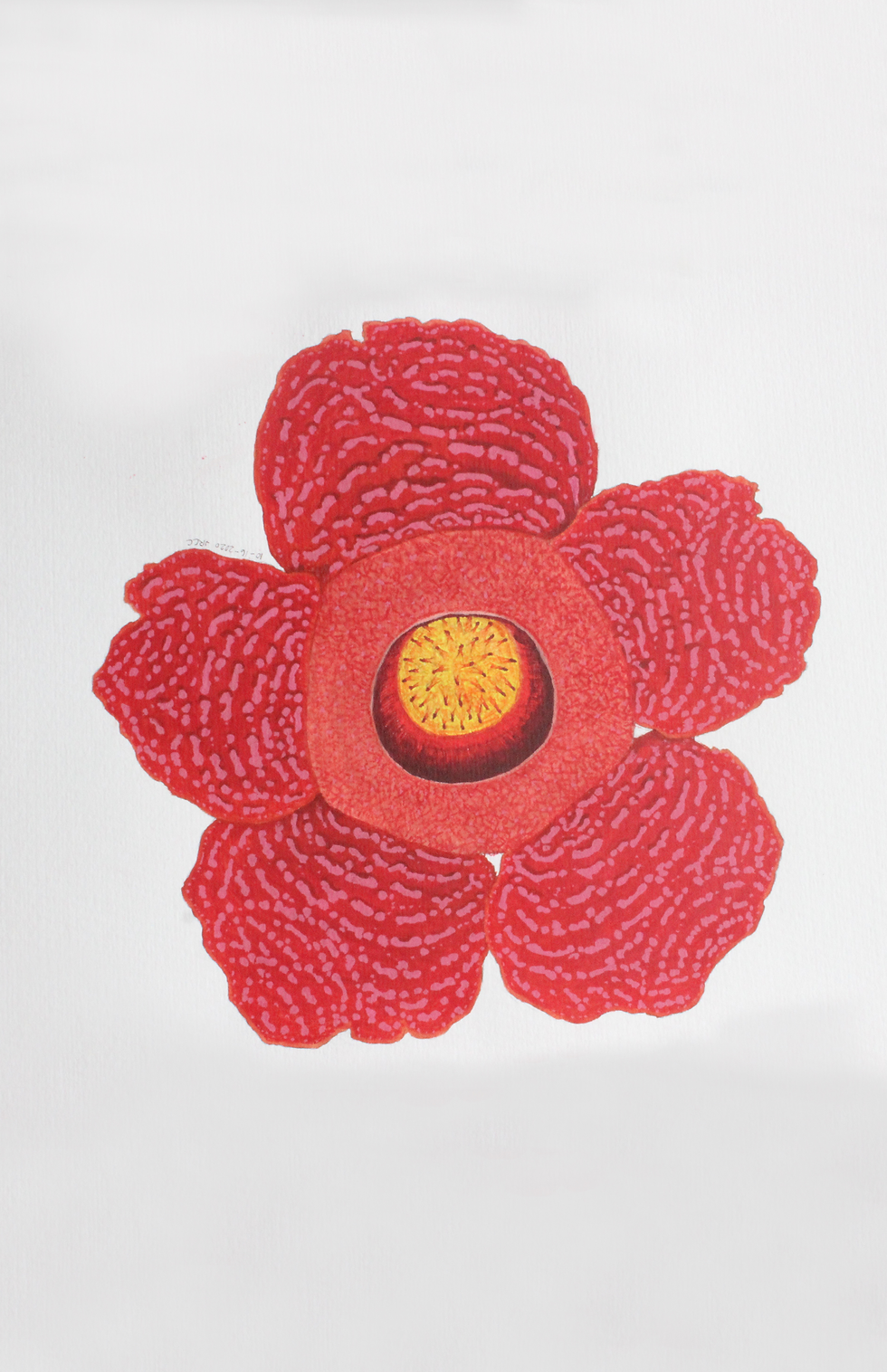 Rafflesia schandenbergiana