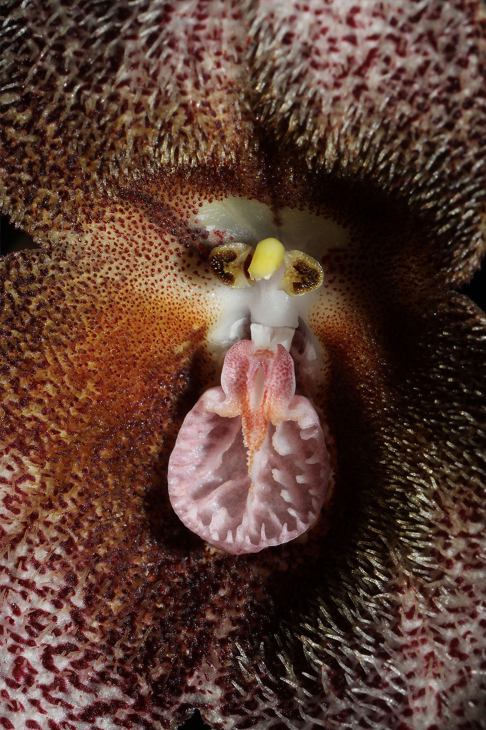 Dracula irmelinae sp. nov.