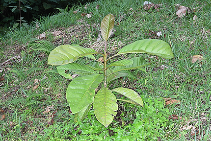 Magnolia jardinensis