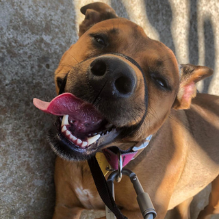 dog happy