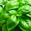 Thumbnail: Dried Basil
