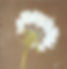 SOFFIONE.jpg