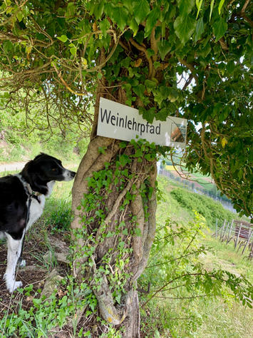 Schild Weinlehrpfad.jpeg