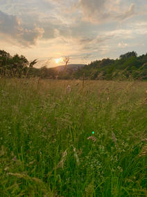 Wiese hoch Abendsonne.jpeg
