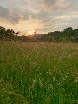 Wiese hoch Abendsonne.jpeg