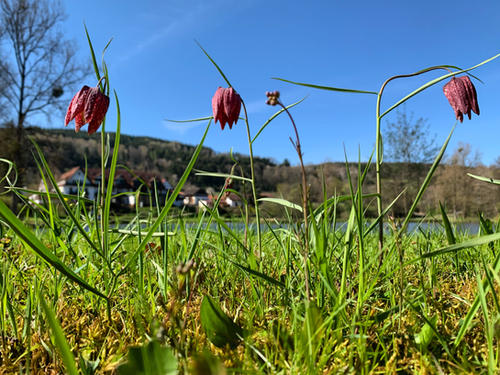 Schachblumen am Dürnhofsee.jpeg