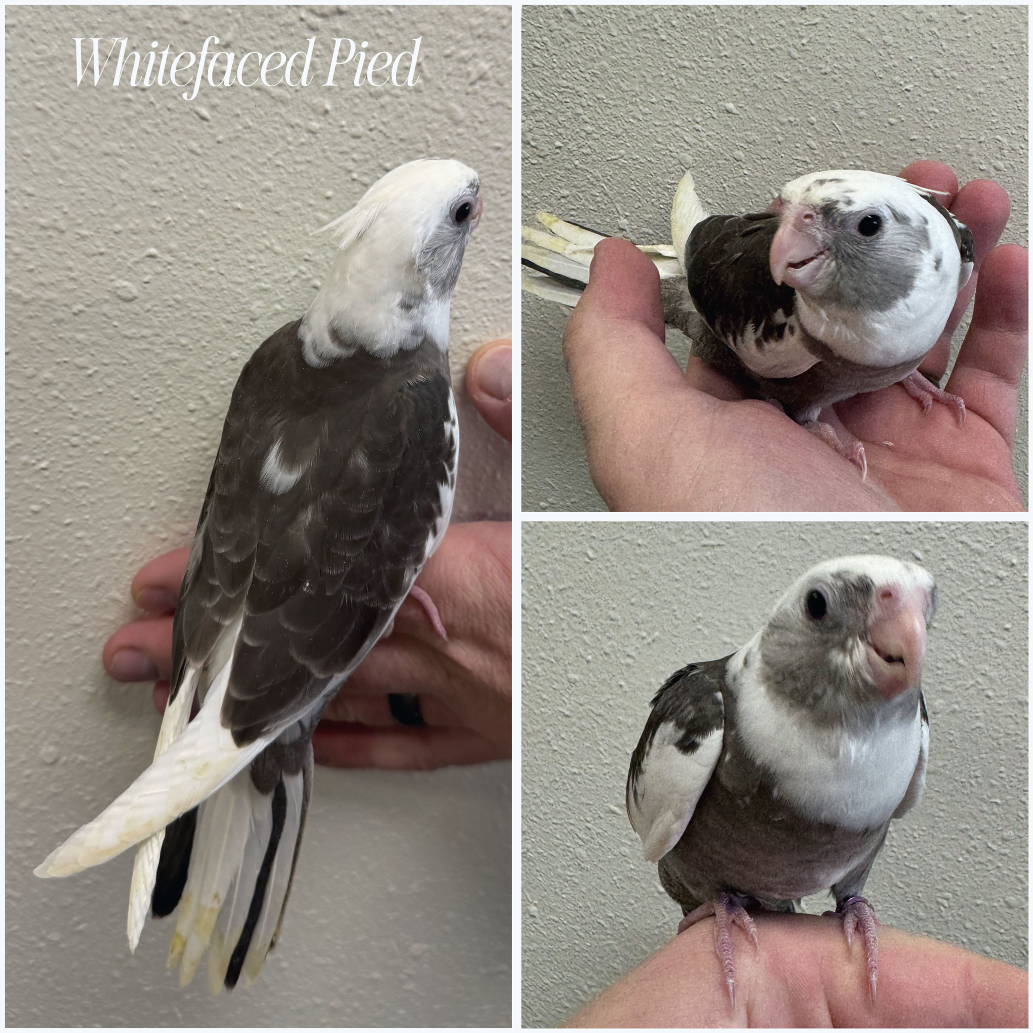 Hand-fed White Faced Pied Cockatiel Baby