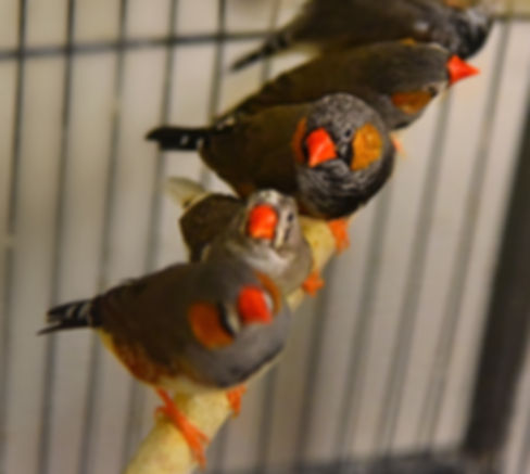 Normal Zebra Finch 